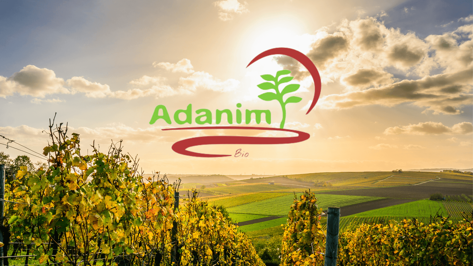 Tee, Adanim – IsraelWein.de - Christine Awiszus